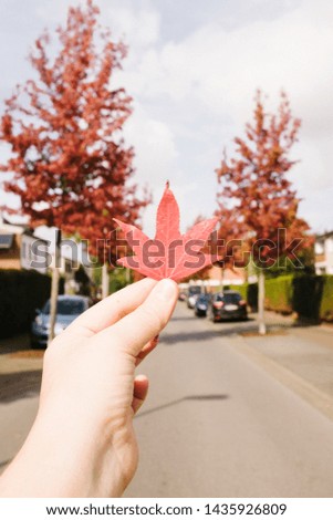 Canada leaf in autumn in the hand