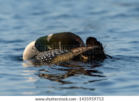  Common Loon Swimming in Blue Water and Preening