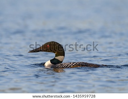  Common Loon Swimming in Blue Water