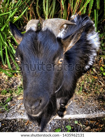portrait of black goat looking straight ahead