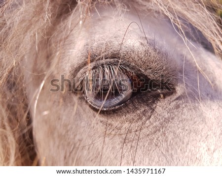 macro photograph of a pony's eye