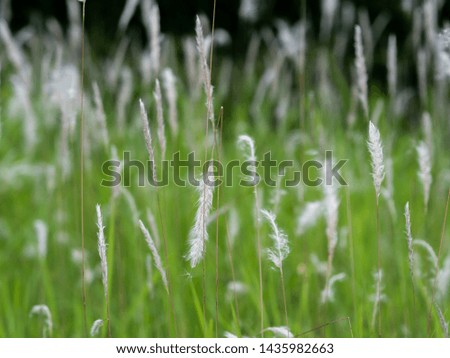 White grass flowers in green pastures, black background..shallow focus effect.