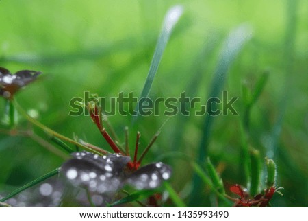Interlacing of green and burgundy blades of grass with droplets of dew on the leaves, on a green background, macro