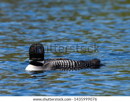 Common Loon Swimming in Early Morning