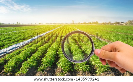 The food scientist checks the potato for chemicals and pesticides. Study quality of soil and crop. Growing organic vegetables. Eco-friendly products. Pomology. Agriculture and farming. GMO test. Royalty-Free Stock Photo #1435999241