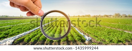 The food scientist checks the potato for chemicals and pesticides. Study quality of soil and crop. Growing organic vegetables. Eco-friendly products. Pomology. Agriculture and farming. GMO test. Royalty-Free Stock Photo #1435999244