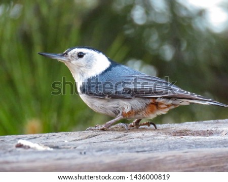 A white breasted nuthatch feeding its chicks.