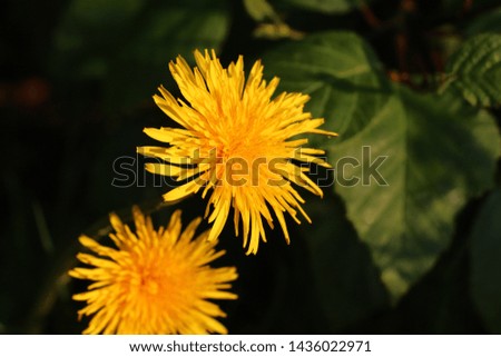 Beautiful summer and Sunny dandelion flowers.