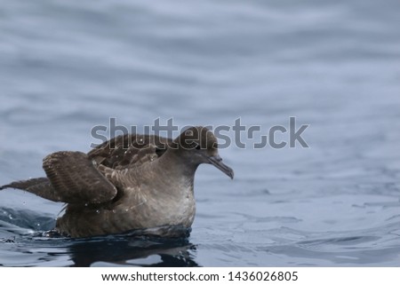 A Short-tailed Shearwater viewed on the ocean