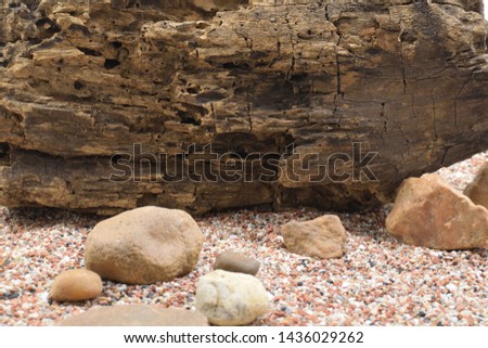 Rocks and decayed wood on the gravel floor.