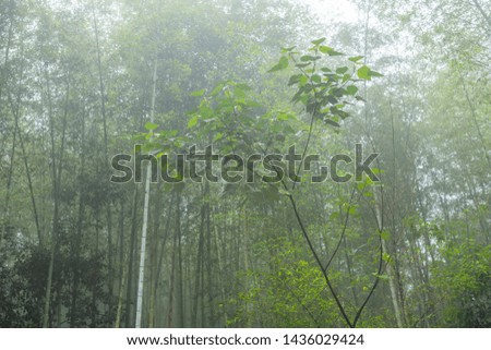 bamboo in foggy forest, Taiwan