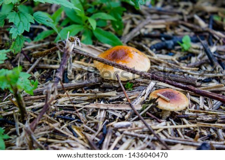 Mushroom close up with dry grass.
