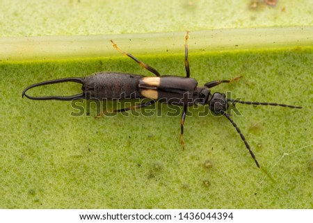 Nature macro image of Earwig on green leaves at Sabah, Borneo