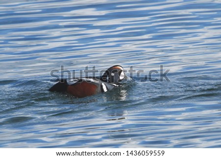 Harlequin Duck (male) (histrionicus) swimming