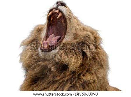 Roaring lion / yawn
On a white background - pictures