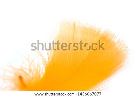 Close up of soft orange feather isolated on white background