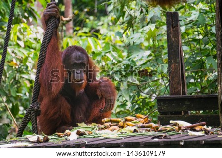 Orangutans or pongo pygmaeus is the only asian great found on the island of Borneo and Sumatra. Feeding time