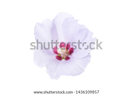 purple flower of Hibiscus syriacus on a white background Royalty-Free Stock Photo #1436109857