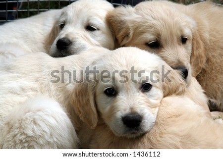 Dogs - golden retriever puppy