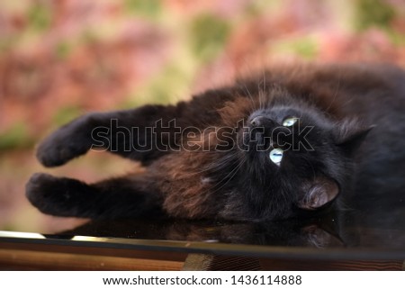 beautiful fluffy black cat is lying on a glass table with reflection