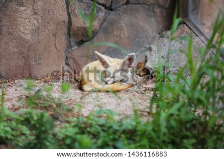 the sight of a sleeping desert fox
