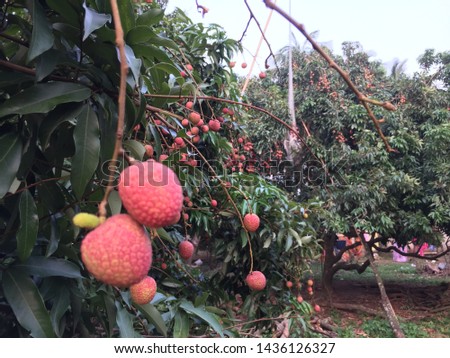 A beautiful specimen tree with its shiny leaves and attractive fruit lychee.