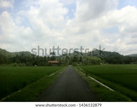 The village highway in the middle of the frame with views of rice fields on the other two sides which are verdant yellowing signs of planting or harvesting with group of trees and houses with sky air