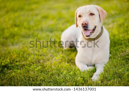 Happy purebred labrador retriever dog outdoors lies on grass park sunset summer day.