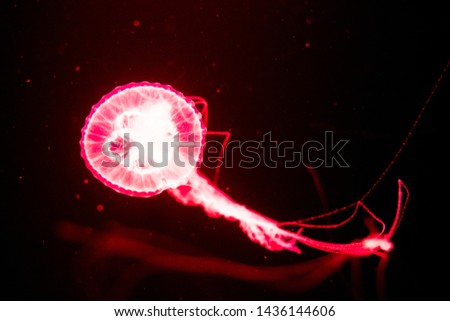 fluorescent jellyfish swimming in an aquarium pool. transparent jellyfish underwater shots with a glowing jellyfish. Jellyfish swimming loop red.