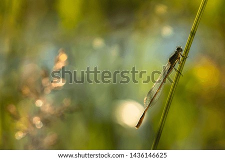 Damselfly, macro. Dragonfly sitting on a blade of grass. Damselfly, closeup 