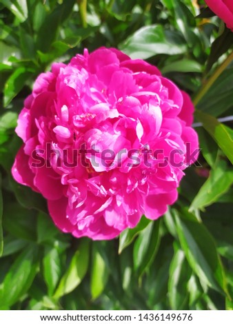 Beautiful pink peonies close-up on a background of green leaves.

