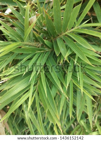 
bamboo tree leaves in front of the house