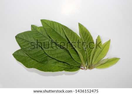 Guava (Psidium guajava) leaves on white background