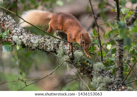 Red Squirrel, Sciurus vulgaris, close up character portrait amongst grass, rocks and birch branch on a sunny day within Scotland during June.