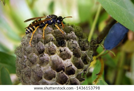 Paper wasps construct new nest from a gray papery material