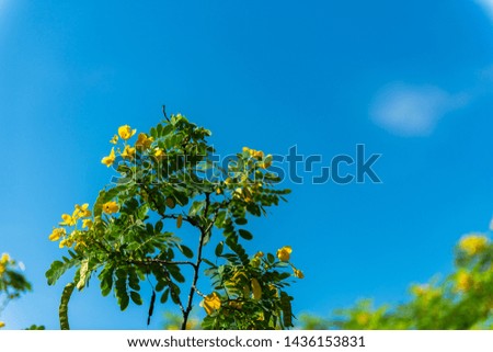 Yellow flower with green leaf and blue sky background in high resolution image