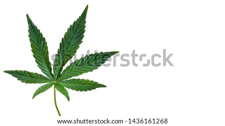 Hemp or cannabis leaf isolated on white background. Top view, flat lay. Template or mock up. Royalty-Free Stock Photo #1436161268