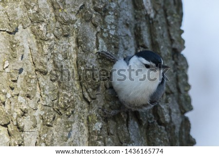 White Breasted Nuthatch in Pennsylvania