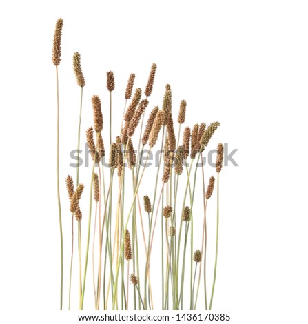 Grass foxtails isolated on white background.  Flowering stems of wild field grass.
