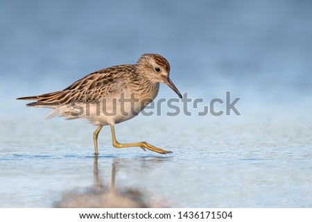 Sharp-tailed Sandpiper shorebird wading in the shallow coastal waters in Queensland
 Royalty-Free Stock Photo #1436171504