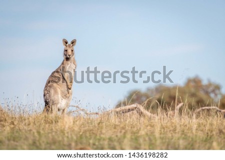 Portrait of a wild Eastern Grey Kangaroo at Woodlands Historic Park, Victoria, Australia, June 2019