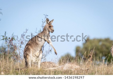 Portrait of a wild Eastern Grey Kangaroo at Woodlands Historic Park, Victoria, Australia, June 2019