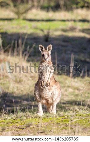 Portrait of a young Eastern Grey Kangaroo Joey at Woodlands Historic Park, Victoria, Australia, June 2019