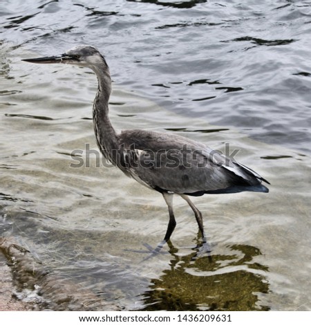 A picture of a Grey Heron
