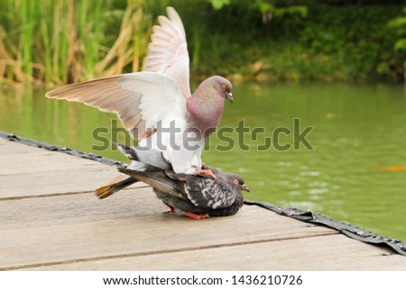 dove flirting other bird in the park