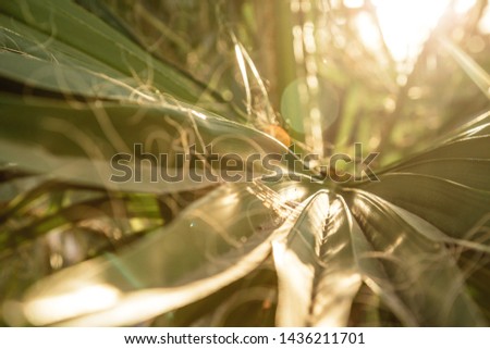 the texture of palm leaves in the rays of the setting sun. small selective focus area
