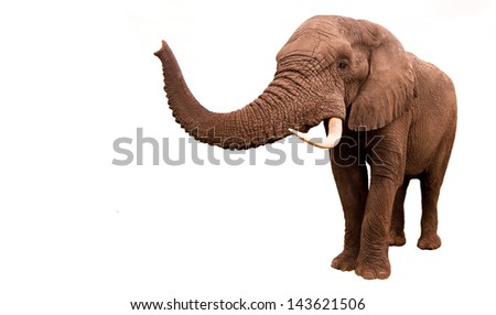 African elephant isolated on a white background