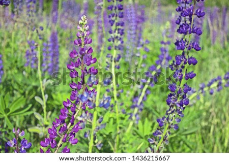 Summer landscape with a field of purple flowers lupins