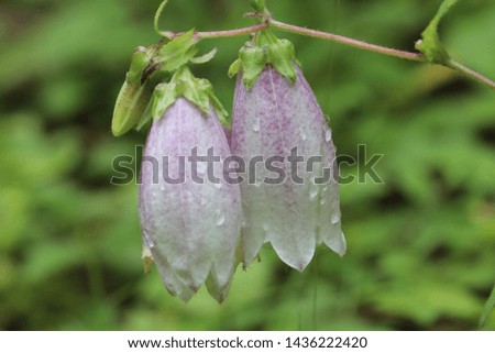 Scenery with the bellflower with the drop of water