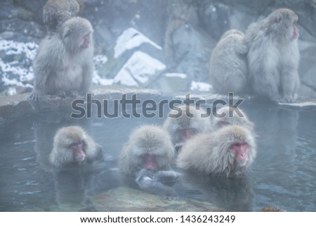 Little monkey and cold snow conditions in Japan